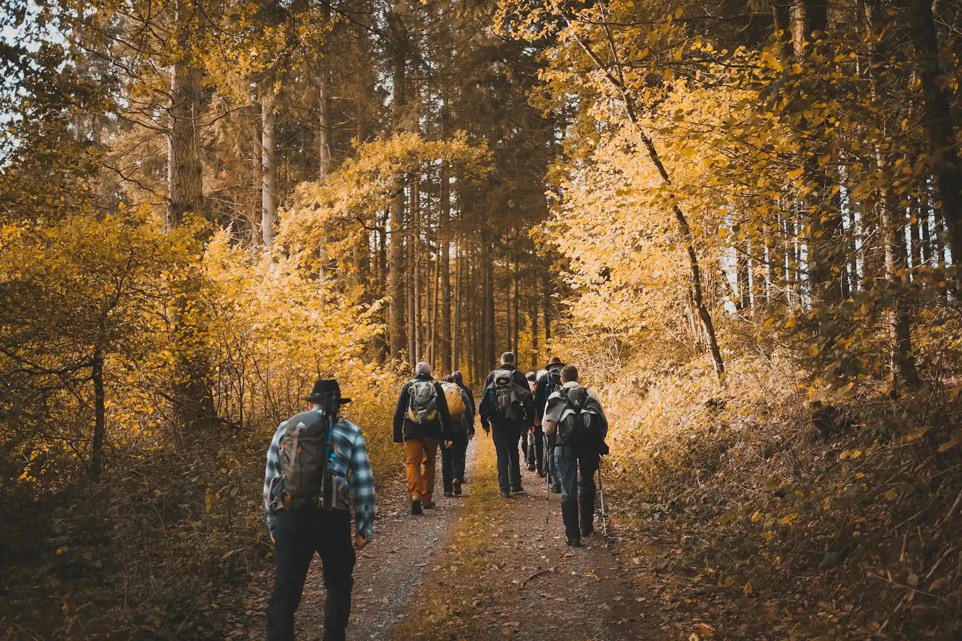 Randonneurs dans les bois